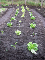 Rows Of Lettuce Rows Of Lettuce