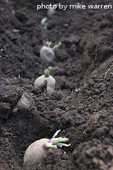 planted potatoes
