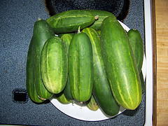 Harvested Cucumbers