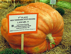 Prize Winning Pumpkin