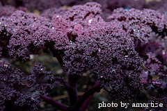 purple kale