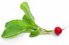 radish icon