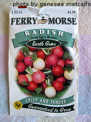 Radish Seed Packet