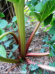 Victoria Rhubarb Variety Victoria Rhubarb Variety
