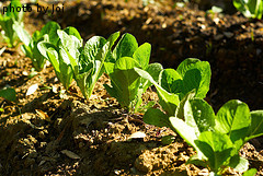 Romaine Lettuce Seedlings