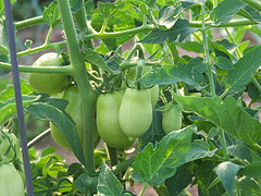 tomatoes on vine