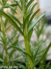 Rosemary Stem