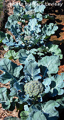 Row Of Broccoli