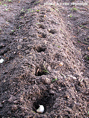 Row Of Planted Garlic