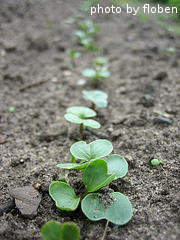 Row Of Radish Seedlings