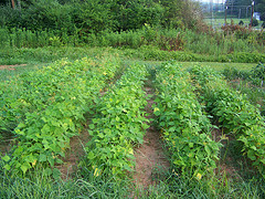 Rows Of Green Beans