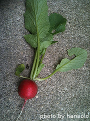 Red Radish