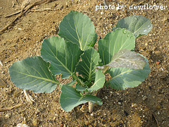 kale seedling