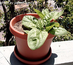potted spinach plant