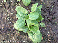 spinach plant