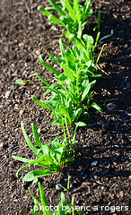 row of spinach seedlings