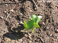 Summer Squash Seedling