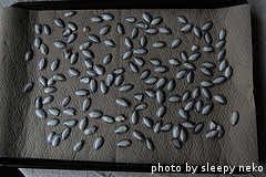 dried summer squash seeds