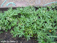 sweet potato plants