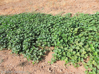 sweet potato vines
