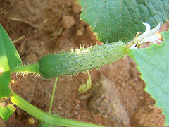 Tiny Cucumber