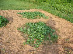 Planting Watermelon