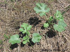 Planting Watermelon