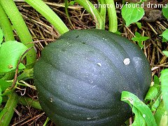 Acorn Squash On Vine