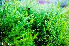 Asparagus Fern