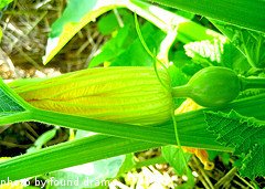Baby Acorn Squash