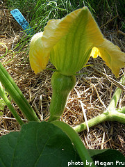 Baby Butternut Squash