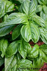 Basil Plant