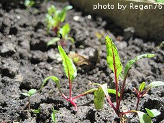 beet seedlings