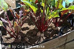 growing beets