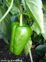 Growing Green Bell Pepper On Vine