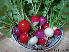 Bowl Of Colorful Radishes