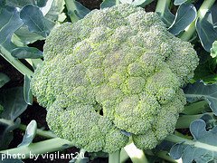 Broccoli Head