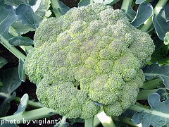 Head Of Broccoli