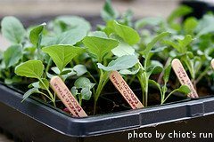 Broccoli Seedlings