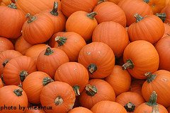 Harvested Sugar Pumpkins