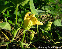 Butternut Squash Blossom