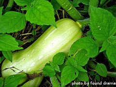 Butternut Squash On Vine