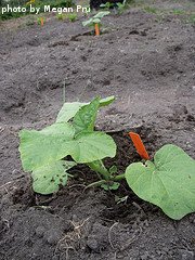 Butternut Squash Seedling