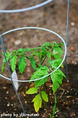 Tomato Plant In Cage