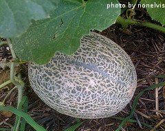 Growing Cantaloupe Growing Cantaloupe