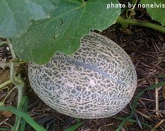 Growing Cantaloupe