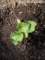 Cantaloupe Seedling