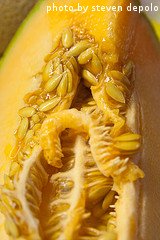 cantaloupe seeds ready for harvest