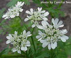 Coriander Flower Setting Seeds