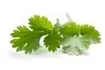 cilantro recipes